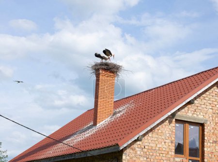Two storks in a nest on the chimney of a village house. A stork in a nest on the chimney of a house.