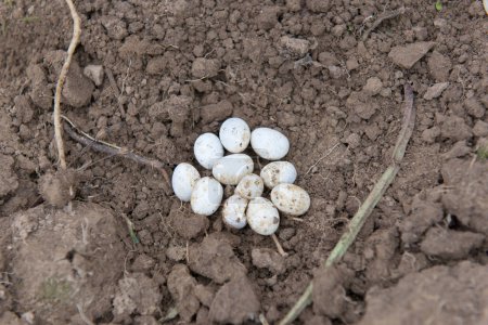 Sand lizard (Lacerta agilis) eggs on sand. Lizard eggs. 