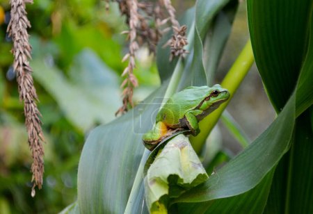 Grüner Frosch auf einem Blatt