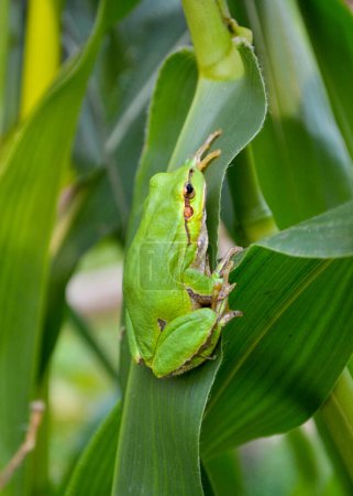 Grüner Frosch auf einem Blatt