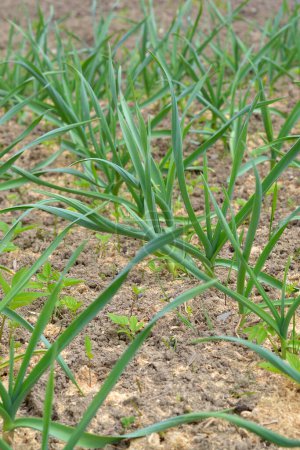 Young garlic grows in the ground. Close-up of young strong plants. Gardening concept. Selective focus.