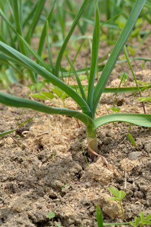 Young garlic grows in the ground. Close-up of young strong plants. Gardening concept. Selective focus.