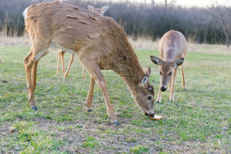 Deer eat delicious bread. Three deer on the grass. One deer eats bread. Roe. Fallow deers on the fresh grass.