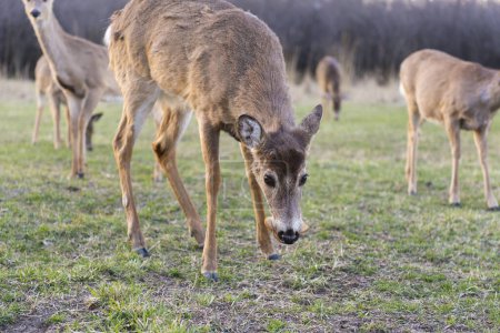 A deer eats bread, followed by many deer. A herd of deer is close. Close up.