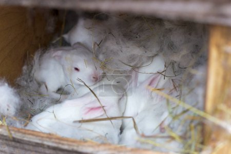 Weiße Babykaninchen schlafen im Nest. Niedliche neugeborene Kaninchen.