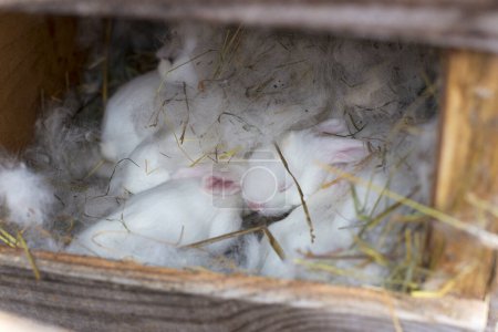 Weiße Babykaninchen schlafen im Nest. Niedliche neugeborene Kaninchen.