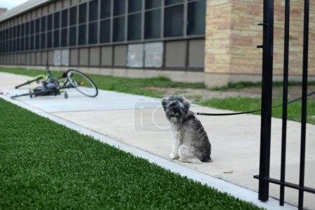 Dog on a leash. The dog is sitting on the sidewalk.