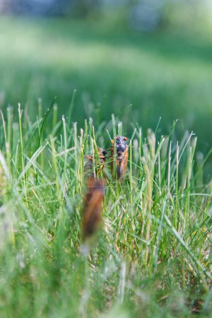 Une cigale se lance dans une montée lente et délibérée vers le haut d'un long brin d'herbe. Cicadas sur l'herbe.