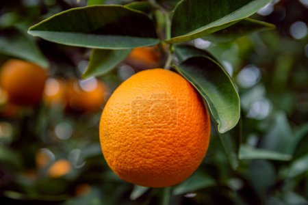 Foto de Orange garden and ripe orange hanging on the branch. Beautiful orange close up. Orchard in Turkey. Fruit trees with ripe fruits. - Imagen libre de derechos