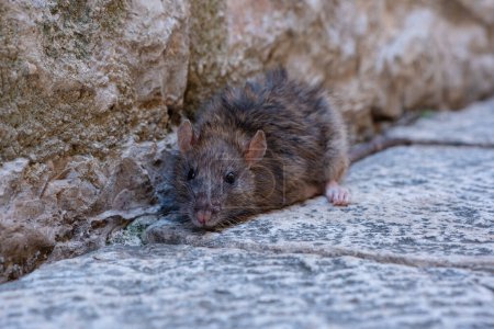 Téléchargez les photos : Une vieille souris grise est assise sur un sol en pierre. Un rongeur rôdait sur un rocher dans une rue de la ville. - en image libre de droit
