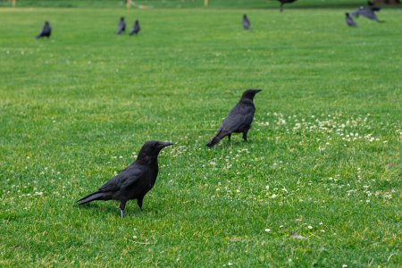 Photo for Black crowns walking on the green grass of lawn in the park. Many crowns. Black Corvus birds sitting in grass. - Royalty Free Image