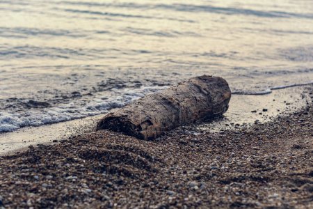 Ein Baumstamm liegt am Ufer und wird von der Brandung angespült. Ein Stück Holz steckt im Sand des Strandes und liegt auf der Brandungsleine.