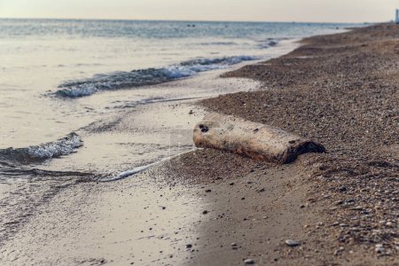 Un tronco se encuentra en la orilla del mar y es lavado por el oleaje. Un pedazo de madera está atascado en la arena de la playa y se encuentra en la línea de surf.