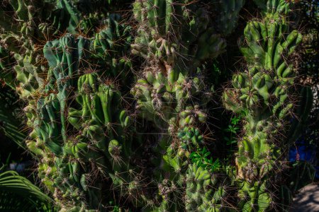 Des fourrés de cactus. Photo rapprochée des fourrés de cactus. Gros plan sur les cactus épineux et verts. Cactus fond.