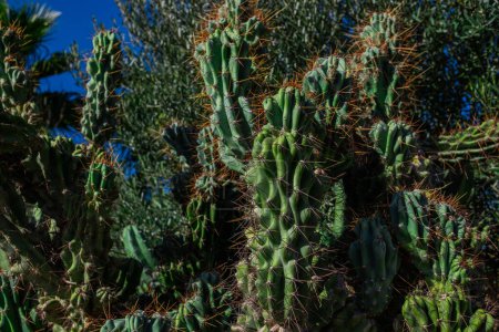 Foto de Matorrales de cactus. Foto de cerca de matorrales de cactus. Primer plano de cactus espinosos y verdes. Fondo de cactus. - Imagen libre de derechos