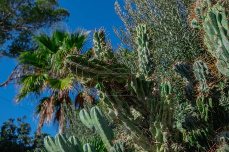 Matorrales de cactus. Foto de cerca de matorrales de cactus. Primer plano de cactus espinosos y verdes. Fondo de cactus.