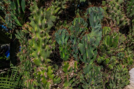Des fourrés de cactus. Photo rapprochée des fourrés de cactus. Gros plan sur les cactus épineux et verts. Cactus fond.