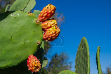 Huge cactus with orange fruits. Prickly pear with ripening fruits on fleshy leaves. Cactaceae plant close up. Natural cactus fruits grow outdoors. Bright juicy photo of a tropical plant Opuntia.