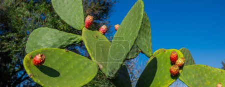 Huge cactus with orange fruits. Prickly pear with ripening fruits on fleshy leaves. Cactaceae plant close up. Natural cactus fruits grow outdoors. Bright juicy photo of a tropical plant Opuntia.