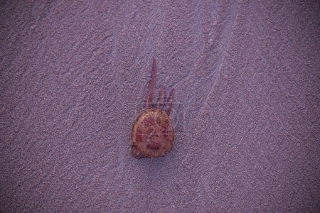 A jellyfish washed ashore lies in the sand, illuminated by the rays of dawn. Red jellyfish in wet sand on the surf line. Beautiful shoot on a marine theme. Can be used as a background for a website.