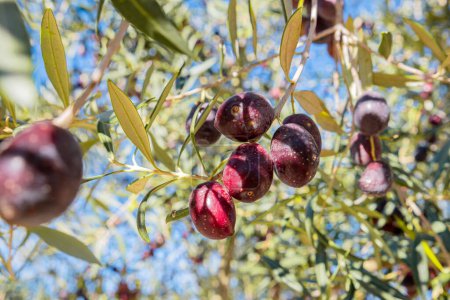 Les olives pourpres mûrissent sur les branches. Les olives sur les branches d'un olivier mûrissent au soleil. Gros plan sur les olives mûres. Photo naturelle de produits naturels.