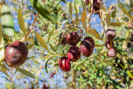 Lila Oliven reifen an den Zweigen. Oliven an den Zweigen eines Olivenbaums reifen in der Sonne. Reife Oliven aus nächster Nähe. Natürliches Foto von Natürlichen Produkten.