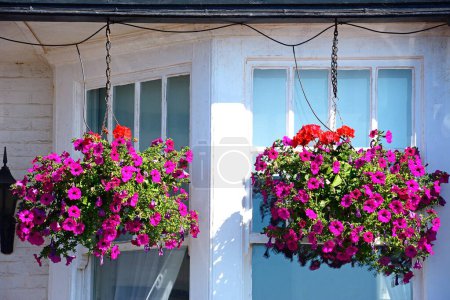 Photo for Pretty fuchsias in hanging baskets on the front of a building along the promenade, Sidmouth, Devon, UK, Europe - Royalty Free Image