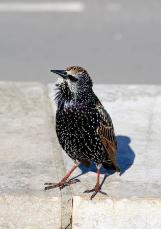 Photo for A starling standing on a wall with ruffled throat feathers, West Bay, Dorset, UK, Europe - Royalty Free Image