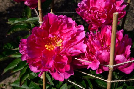 Foto de Bonita flor de peonía rosa en plena floración, acelga, Somerset, Reino Unido, Europa, - Imagen libre de derechos