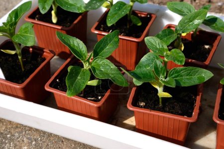 Tray of sunflower seedlings in plastic pots during the Springtime, Chard, Somerset, UK, Europe