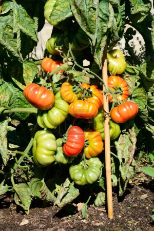 Téléchargez les photos : Tomates Costoluto Fiorentino poussant sur la vigne dans une parcelle de légumes de jardin, Royaume-Uni, Europe, - en image libre de droit
