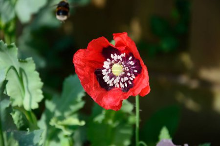 Photo for Bee hovering over a red poppy flower during the Springtime, Chard, Somerset, UK - Royalty Free Image