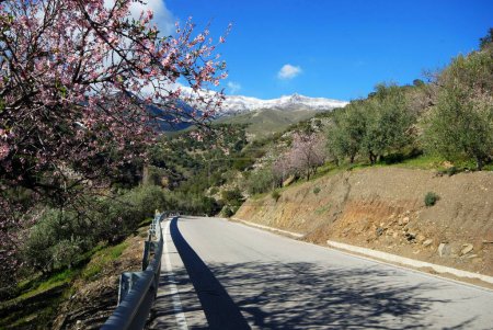 Blick entlang der Straße in Richtung schneebedeckte Berge mit blühenden Mandelbäumen im Vordergrund, Salares, Costa del Sol, Provinz Malaga, Andalusien, Spanien.