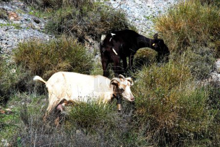 Photo for Goats on the hillside, Las Alpujarras, Granada Province, Andalucia, Spain. - Royalty Free Image