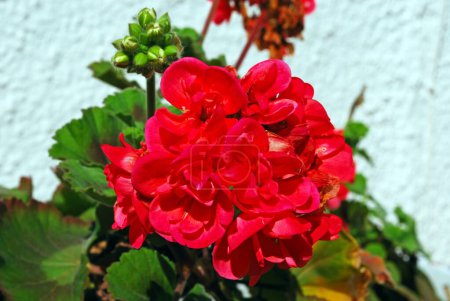 Red Geranium, Mijas Costa, Costa del Sol; Malaga Province, Andalucia, Spain.