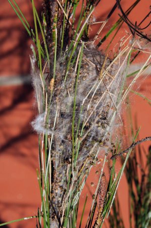 Processionary Caterpillar nest (Thaumetopoea Pityocampo) - Procesionaria del Pino, Mijas Costa, Costa del Sol, Malaga Province, Andalucia, Spain, Europe.
