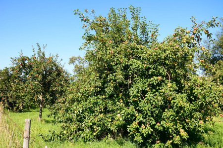 Photo for Apple trees in an orchard on the edge of town, Donyatt, Somerset, UK, Europe, - Royalty Free Image