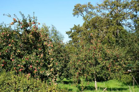 Photo for Apple trees in an orchard on the edge of town, Donyatt, Somerset, UK, Europe. - Royalty Free Image