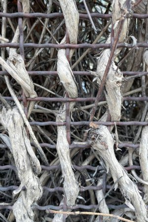 Foto de Dried ivy tangled in fence - Imagen libre de derechos