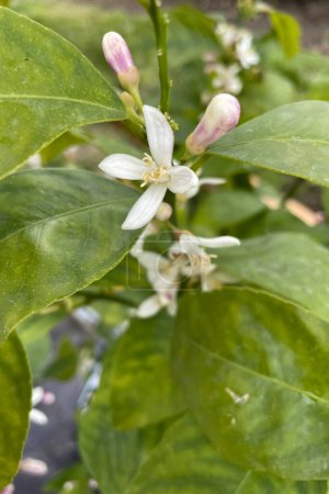 Téléchargez les photos : La fleur de citron Meyer est connue pour ses fleurs blanches parfumées et ses fruits savoureux. Facile à entretenir, il pousse dans les zones ensoleillées et ajoute de la vie à tout espace intérieur. Il produit des fruits toute l'année. - en image libre de droit