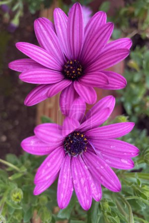 Foto de Dimorphotheca ecklonis es una flor originaria de Sudáfrica. Con sus colores brillantes y flores que florecen en ambientes soleados, adorna jardines en primavera y verano. Es popular por su fácil cuidado y durabilidad. - Imagen libre de derechos