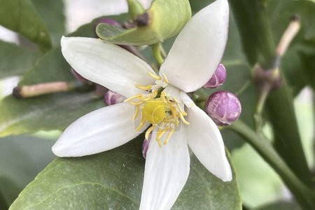 Téléchargez les photos : Fleur de citron dans le jardin, gros plan de la photo.Gros plan de la fleur blanche du limon d'agrumes - en image libre de droit