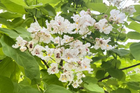 Catalpa Trees and Their Beautiful Flowers: A Delightful Sight in Nature
