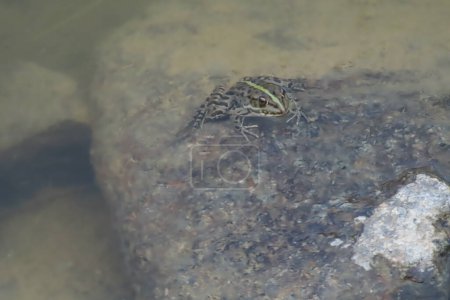 Photo for The Silent Frog of the Pond - Royalty Free Image