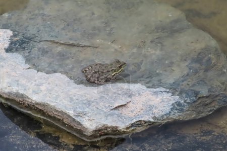 Photo for The Silent Frog of the Pond - Royalty Free Image