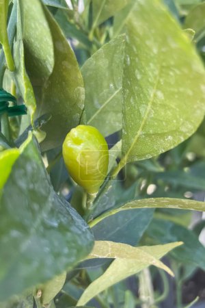 Photo for Eustis Limequat is a large hybrid between the West Indian Lime and the Round Kumquat. Limequat. A Duo of Flavor and Freshness. Citrus aurantiifolia, Fortunella japonica - Royalty Free Image
