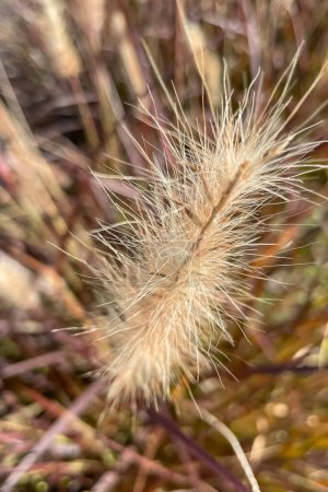Foto de Pennisetum villosum, una especie de planta con flores en la familia de las poáceas, conocida por el nombre común de hierba de plumas - Imagen libre de derechos