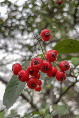 Téléchargez les photos : Pyracantha, un genre de grands arbustes épineux à feuilles persistantes de la famille des Rosacées, aux noms communs pyracantha ou pyracantha. - en image libre de droit