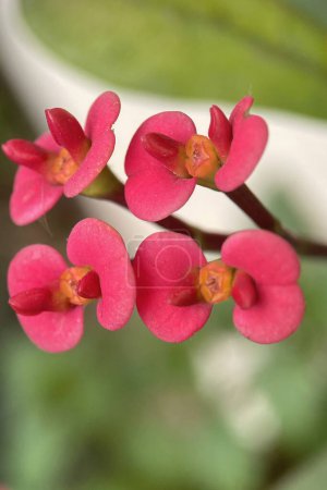 Euphorbia milii, a plant species belonging to the succulent family, known for its beautiful flowers and thorny structure. Originally from Madagascar, this plant grows in warm climates and is popular as an ornamental plant in hot regions.