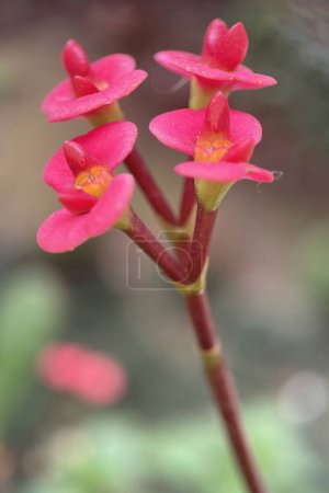 Euphorbia milii, eine Pflanzenart aus der Familie der Sukkulenten, die für ihre schönen Blüten und ihre dornige Struktur bekannt ist. Ursprünglich aus Madagaskar, wächst diese Pflanze in warmen Klimazonen und ist in heißen Regionen als Zierpflanze beliebt.